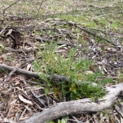 Acaena x ovina (Sheep's Burr) at Symonston, ACT - 24 Sep 2014 by Mike