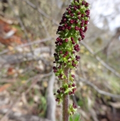 Acaena x ovina at Symonston, ACT - 25 Sep 2014