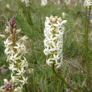 Stackhousia monogyna at Isaacs, ACT - 24 Sep 2014 02:52 PM