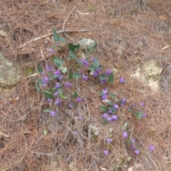 Hardenbergia violacea (False Sarsaparilla) at Isaacs, ACT - 24 Sep 2014 by Mike