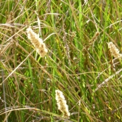 Carex appressa (Tall Sedge) at Garran, ACT - 22 Sep 2014 by Mike