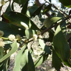 Acacia melanoxylon (Blackwood) at Mount Mugga Mugga - 22 Sep 2014 by Mike