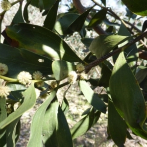 Acacia melanoxylon at Garran, ACT - 22 Sep 2014 10:41 AM