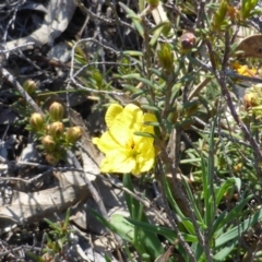 Hibbertia obtusifolia (Grey Guinea-flower) at Garran, ACT - 22 Sep 2014 by Mike