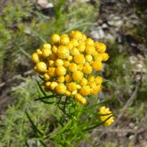 Chrysocephalum semipapposum at Garran, ACT - 22 Sep 2014