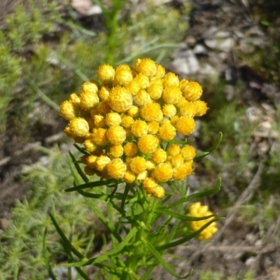 Chrysocephalum semipapposum (Clustered Everlasting) at Mount Mugga Mugga - 22 Sep 2014 by Mike