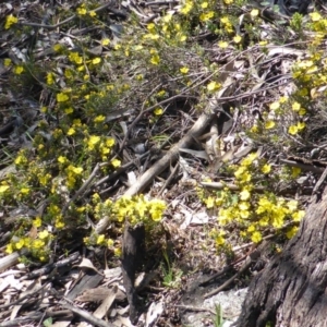 Hibbertia calycina at Symonston, ACT - 22 Sep 2014 11:24 AM