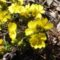 Hibbertia calycina at Symonston, ACT - 22 Sep 2014