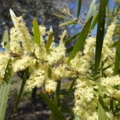 Acacia floribunda (White Sally Wattle, Gossamer Wattle) at Garran, ACT - 22 Sep 2014 by Mike