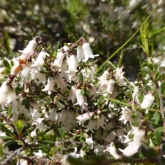 Cryptandra amara (Bitter Cryptandra) at Mount Mugga Mugga - 22 Sep 2014 by Mike