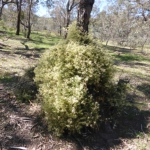 Clematis leptophylla at O'Malley, ACT - 22 Sep 2014 12:21 PM