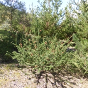 Grevillea juniperina subsp. fortis at Isaacs, ACT - 16 Sep 2014