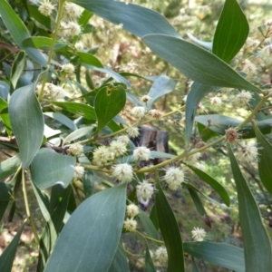 Acacia melanoxylon at Isaacs, ACT - 16 Sep 2014