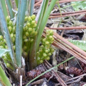 Lomandra bracteata at Isaacs, ACT - 16 Sep 2014