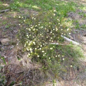 Acacia ulicifolia at Isaacs, ACT - 16 Sep 2014 11:50 AM