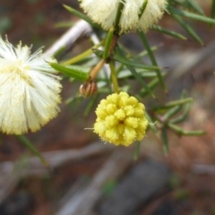 Acacia ulicifolia at Isaacs, ACT - 16 Sep 2014 11:50 AM