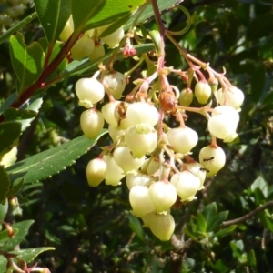 Arbutus unedo at Jerrabomberra, ACT - 16 Sep 2014