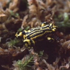 Pseudophryne corroboree (Southern Corroboree Frog) at Kosciuszko National Park - 3 Jan 1976 by wombey