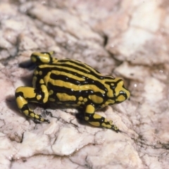 Pseudophryne corroboree (Southern Corroboree Frog) at Kosciuszko National Park - 3 Jan 1976 by wombey