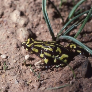 Pseudophryne pengilleyi at suppressed - suppressed