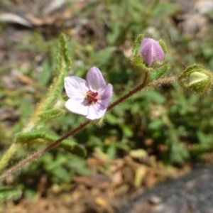 Thomasia petalocalyx at Acton, ACT - 15 Jan 2015