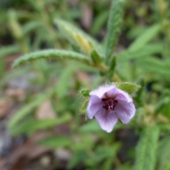 Thomasia petalocalyx at Acton, ACT - 15 Jan 2015