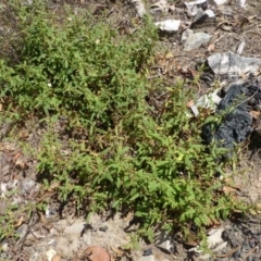 Thomasia petalocalyx at Acton, ACT - 15 Jan 2015