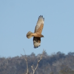 Circus approximans (Swamp Harrier) at Rendezvous Creek, ACT - 22 Aug 2015 by roymcd