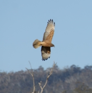 Circus approximans at Rendezvous Creek, ACT - 22 Aug 2015 04:42 PM