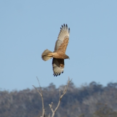 Circus approximans (Swamp Harrier) at Rendezvous Creek, ACT - 22 Aug 2015 by roymcd