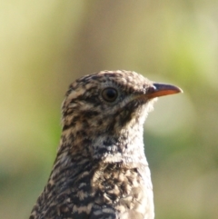 Cacomantis variolosus (Brush Cuckoo) at Red Hill, ACT - 13 Feb 2016 by roymcd