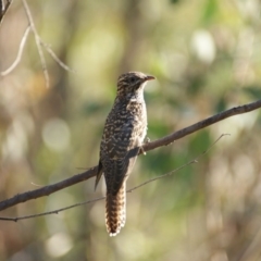 Cacomantis variolosus at Red Hill, ACT - 13 Feb 2016