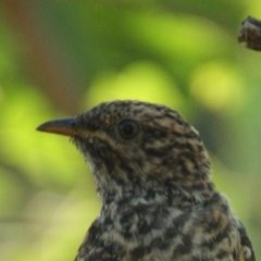 Cacomantis variolosus at Red Hill, ACT - 13 Feb 2016