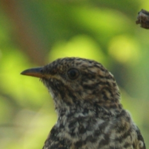 Cacomantis variolosus at Red Hill, ACT - 13 Feb 2016