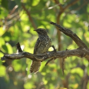 Cacomantis variolosus at Red Hill, ACT - 13 Feb 2016