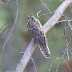 Cacomantis variolosus at Red Hill, ACT - 13 Feb 2016