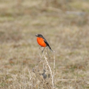 Petroica phoenicea at Rendezvous Creek, ACT - 22 Aug 2015