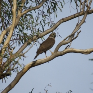 Tachyspiza cirrocephala at Garran, ACT - 15 Mar 2016