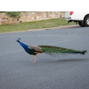 Pavo cristatus at Narrabundah, ACT - 13 Sep 2015