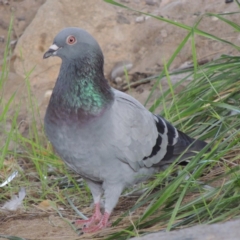 Columba livia (Rock Dove (Feral Pigeon)) at Tuggeranong Hill - 2 Apr 2016 by michaelb