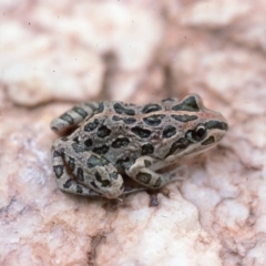 Limnodynastes tasmaniensis (Spotted Grass Frog) at Latham, ACT - 16 Mar 1976 by wombey