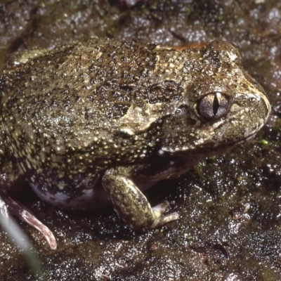 Neobatrachus sudellae (Sudell's Frog or Common Spadefoot) at Macgregor, ACT - 7 Sep 1978 by wombey