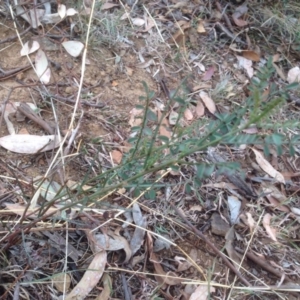 Indigofera adesmiifolia at Garran, ACT - 3 Apr 2016 02:53 PM