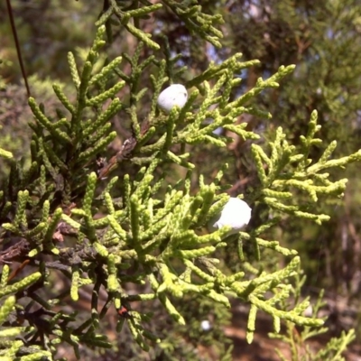 Hesperocyparis macrocarpa (Monterey Cypress) at Isaacs, ACT - 23 Mar 2016 by Mike