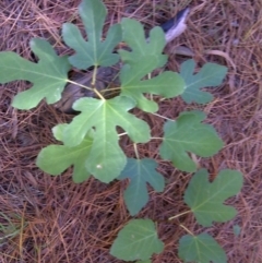 Ficus carica (Fig) at Isaacs, ACT - 23 Mar 2016 by Mike