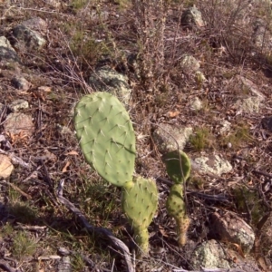 Opuntia stricta at Isaacs, ACT - 3 Apr 2016 03:08 PM