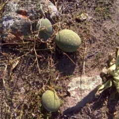 Citrullus amarus (Wild Melon, Camel Melon, Bitter Melon) at Isaacs, ACT - 3 Apr 2016 by Mike