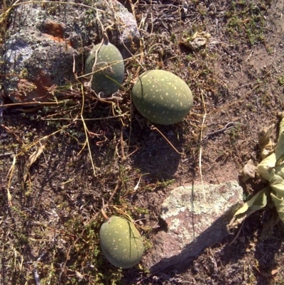 Citrullus amarus (Wild Melon, Camel Melon, Bitter Melon) at Isaacs, ACT - 3 Apr 2016 by Mike