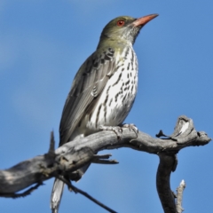 Oriolus sagittatus (Olive-backed Oriole) at Majura, ACT - 29 Sep 2015 by JohnBundock