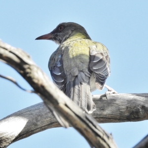 Oriolus sagittatus at Majura, ACT - 30 Sep 2015